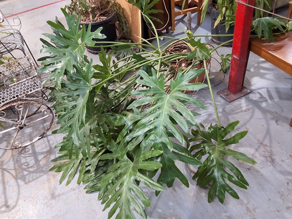 Lot 265 - MONSTERA PLANT