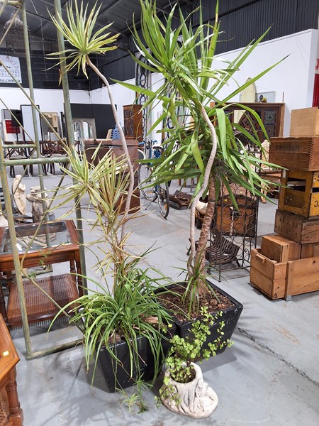 Lot 271 - GARDEN PLANTS