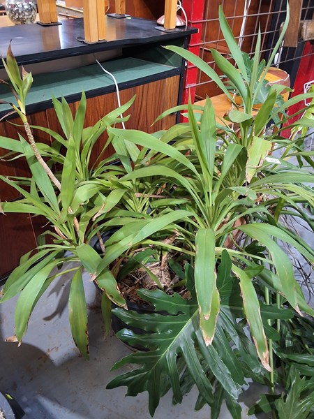 Lot 264 - POTTED PLANT