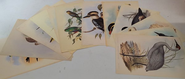 Lot 1185 - JOHN GOULD