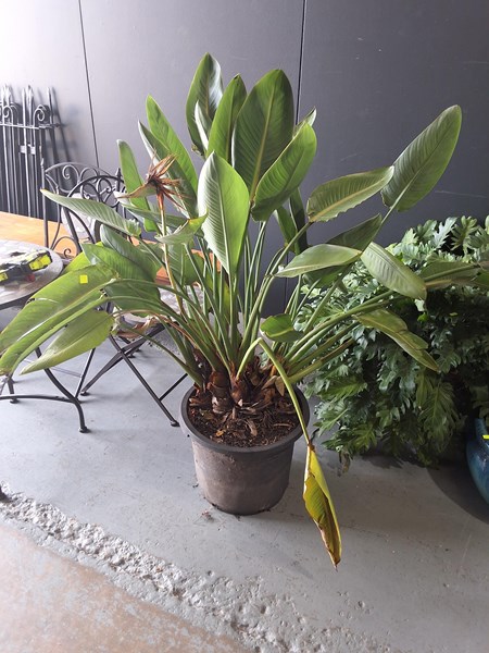 Lot 471 - STRELITZIA