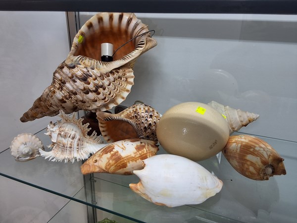 Lot 1453 - SHELLS & EGG