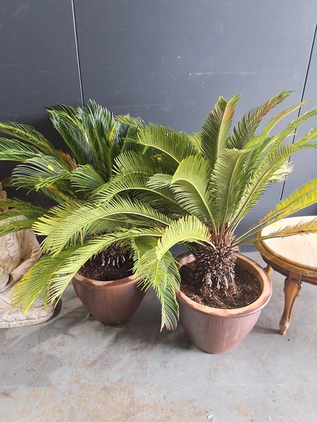 Lot 433 - POTTED PLANTS