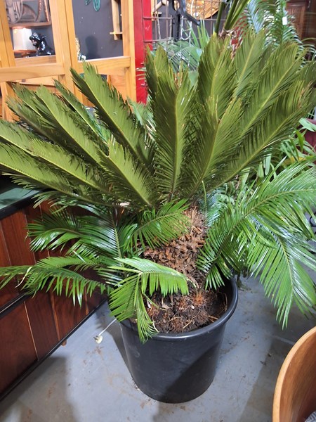 Lot 329 - CYCAD PLANT