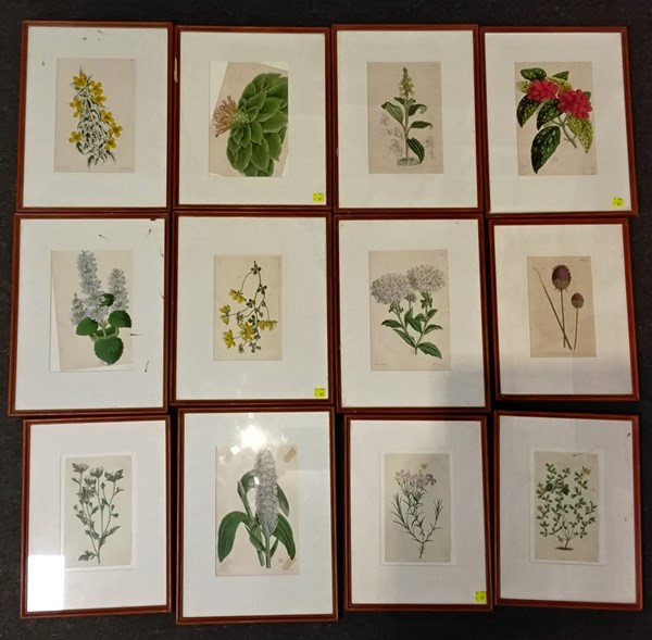 Lot 1335 - BOTANICAL STUDIES