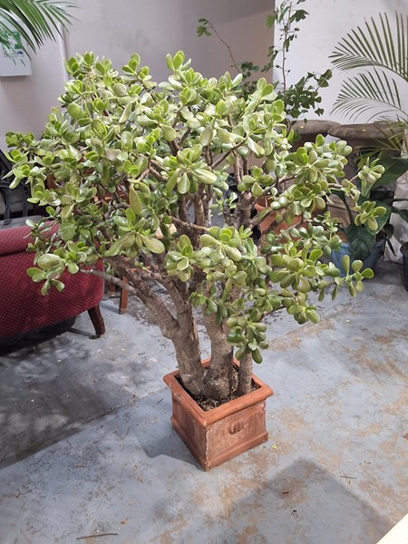 Lot 333 - JADE PLANT