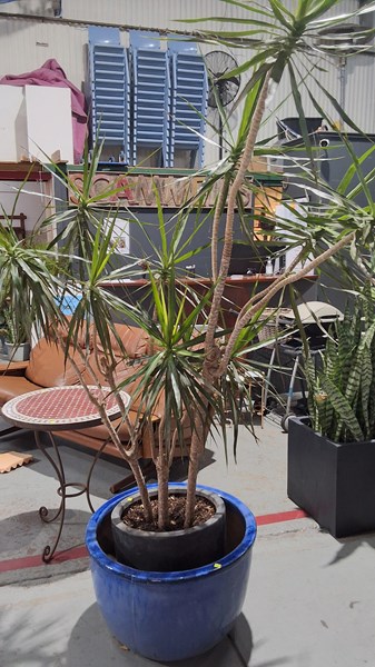 Lot 396 - DRACAENA & POT