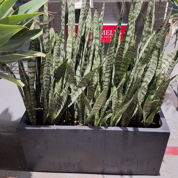 Lot 371 - SUCCULENT IN TROUGH