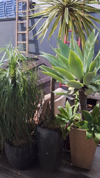 Lot 388 - PONYTAIL YUCCAS & AGAVE