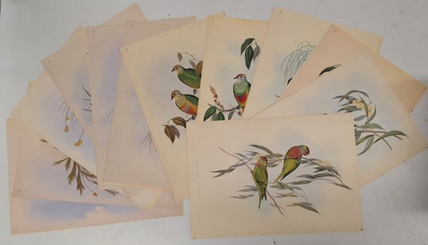 Lot 1315 - JOHN GOULD