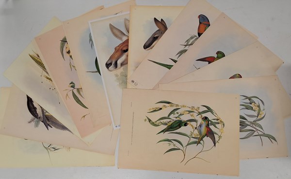 Lot 1357 - JOHN GOULD