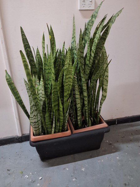 Lot 340 - SNAKE PLANT