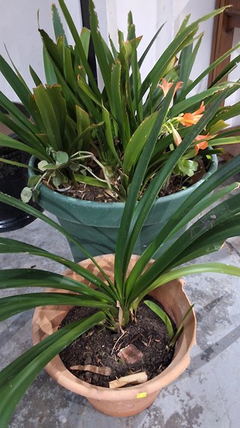 Lot 328 - CLIVIA PLANTS