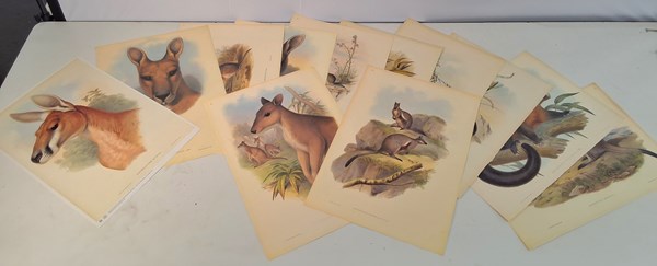 Lot 1318 - JOHN GOULD