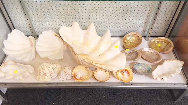 Lot 1367 - SHELLS