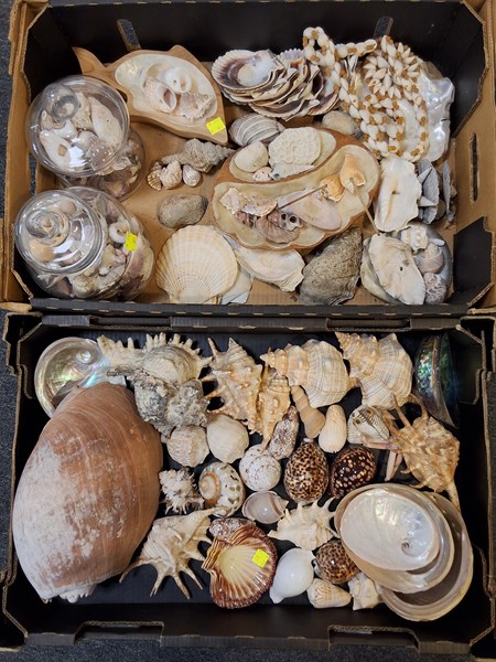 Lot 1270 - COLLECTION OF SHELLS