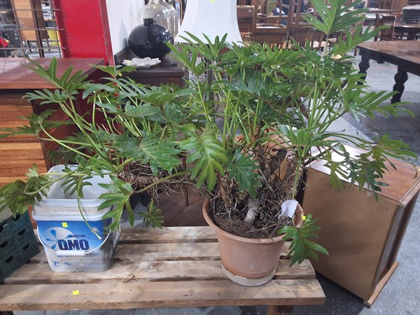 Lot 244 - POTTED PLANT