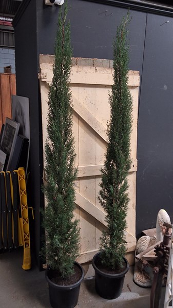 Lot 274 - PAIR OF PENCIL PINES