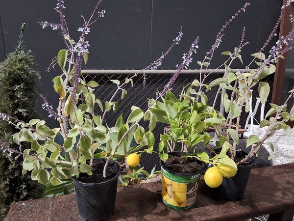 Lot 247 - COURTYARD GARDEN PLANTS