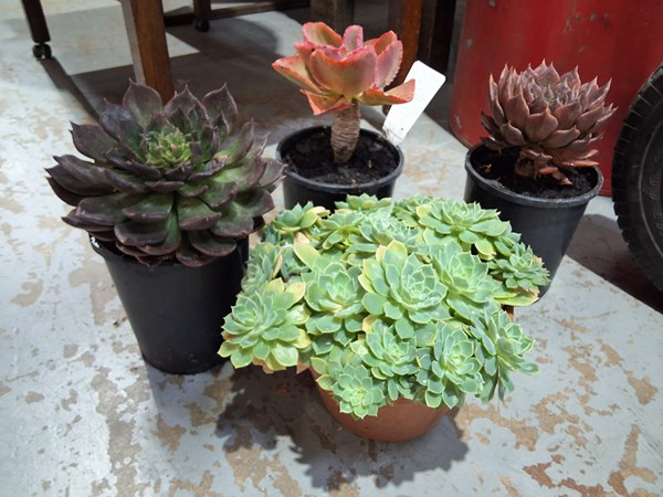 Lot 371 - POTTED SUCCULENTS