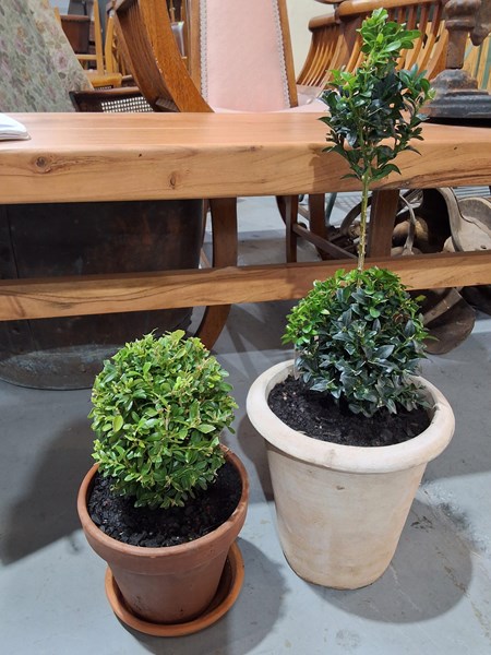 Lot 202 - TWO PATIO TABLE TOPIARIES