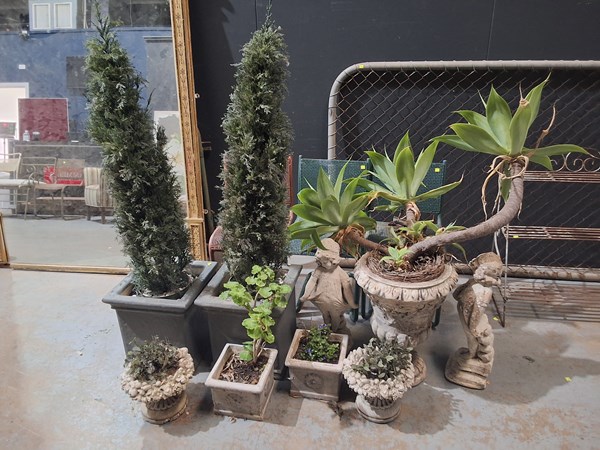 Lot 271 - GARDEN PLANTS AND POTS