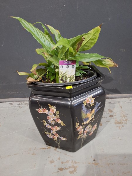 Lot 200 - PEACE LILY