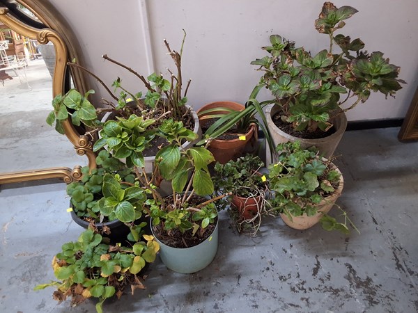 Lot 202 - GARDEN PLANTS