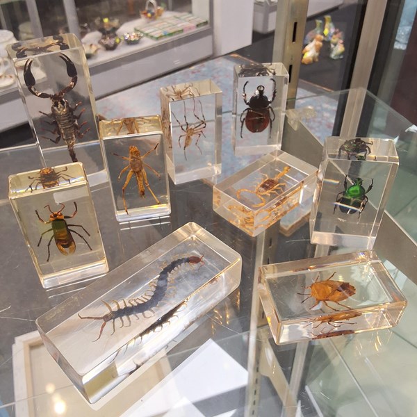 Lot 1233 - INSECT SPECIMENS