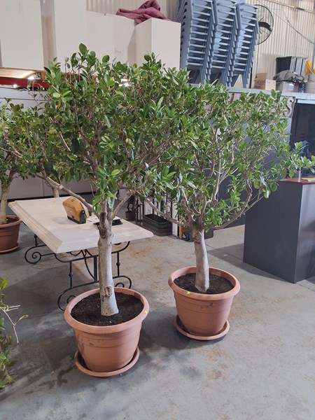 Lot 273 - POTTED FICUS