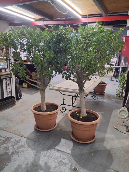 Lot 264 - POTTED FICUS