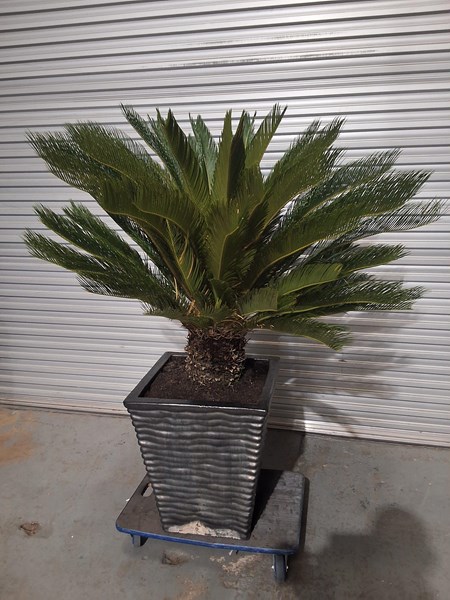 Lot 267 - CYCAD