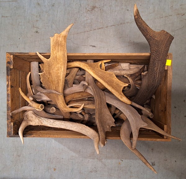 Lot 153 - ASSORTED DEER ANTLERS