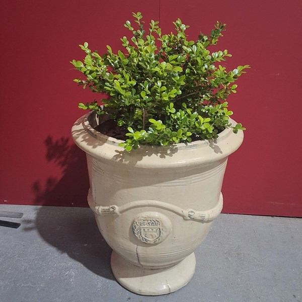 Lot 188 - COURT YARD BOX PLANT