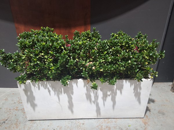 Lot 270 - BOX PLANT