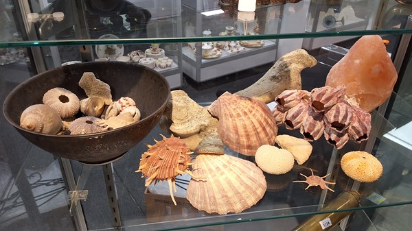 Lot 1153 - SHELL COLLECTION