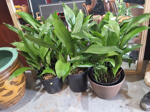 Lot 447 - PLANTS