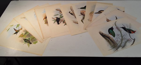 Lot 1299 - JOHN GOULD