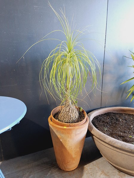 Lot 349 - PONYTAIL PALM