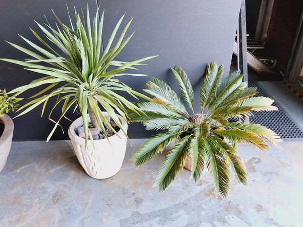 Lot 352 - YUCCAS AND CYCAS PLANTS