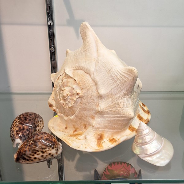 Lot 1271 - CONCH SHELL