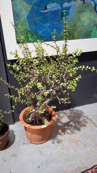 Lot 344 - JADE TREE