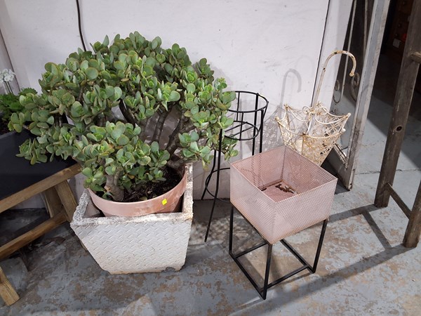 Lot 69 - PLANT AND PLANTERS