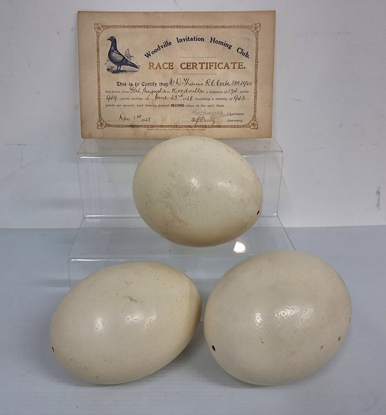 Lot 1164 - OSTRICH EGGS