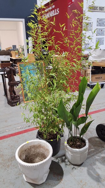 Lot 85 - GARDEN PLANTS