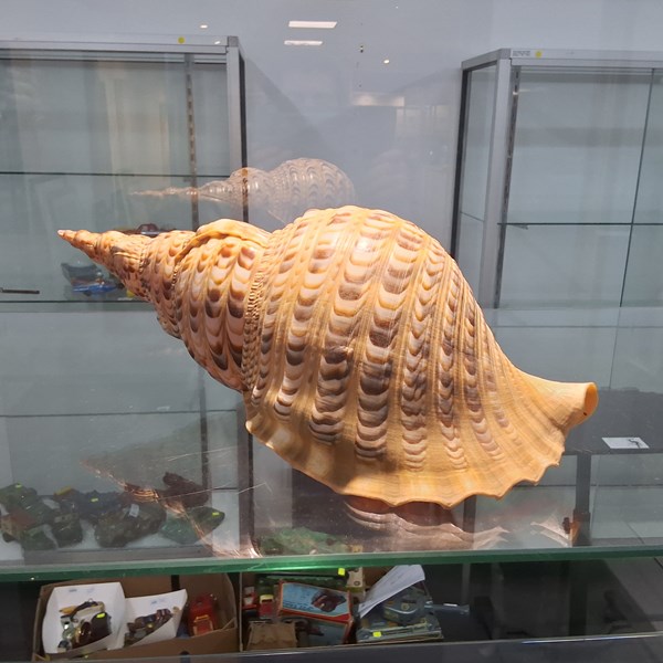 Lot 1320 - LARGE SHELL