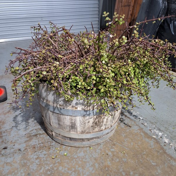 Lot 314 - SUCCULENT IN BARREL