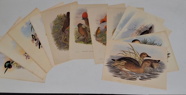 Lot 1415 - JOHN GOULD