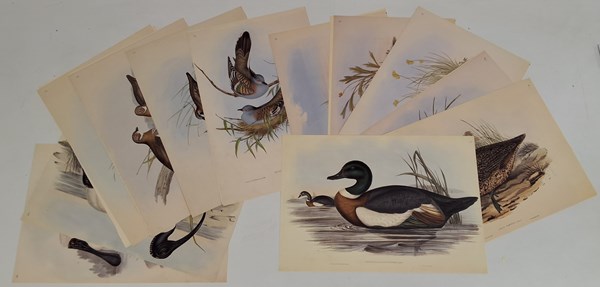 Lot 1180 - JOHN GOULD