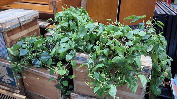 Lot 269 - HOUSE PLANTS